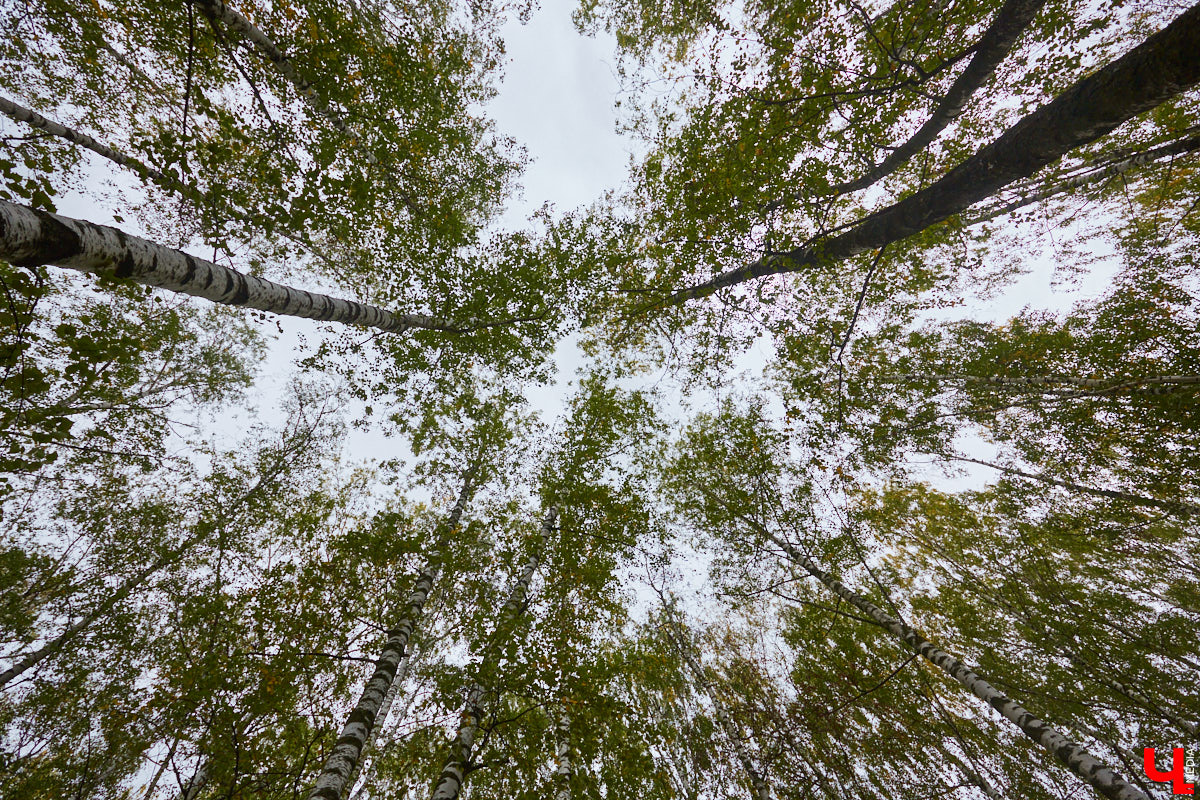 Имя великого русского писателя Николая Гоголя небольшая улочка около Золотых ворот получила согласно решению горисполкома от 24 декабря 1927 года. Давайте сегодня прогуляемся по ней, вспомним ее историю и первых жильцов, а также изучим местные достопримечательности.