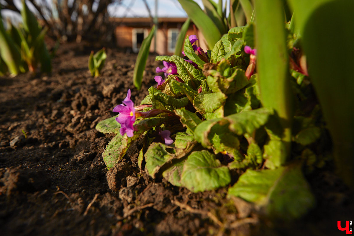 Весна не перестает приятно удивлять. С установлением теплой погоды на улицах областного центра распустились цветы. Вслед за подснежниками на клумбах возле жилых домов уже можно заметить крокусы и примулу. На очереди нарциссы и тюльпаны!