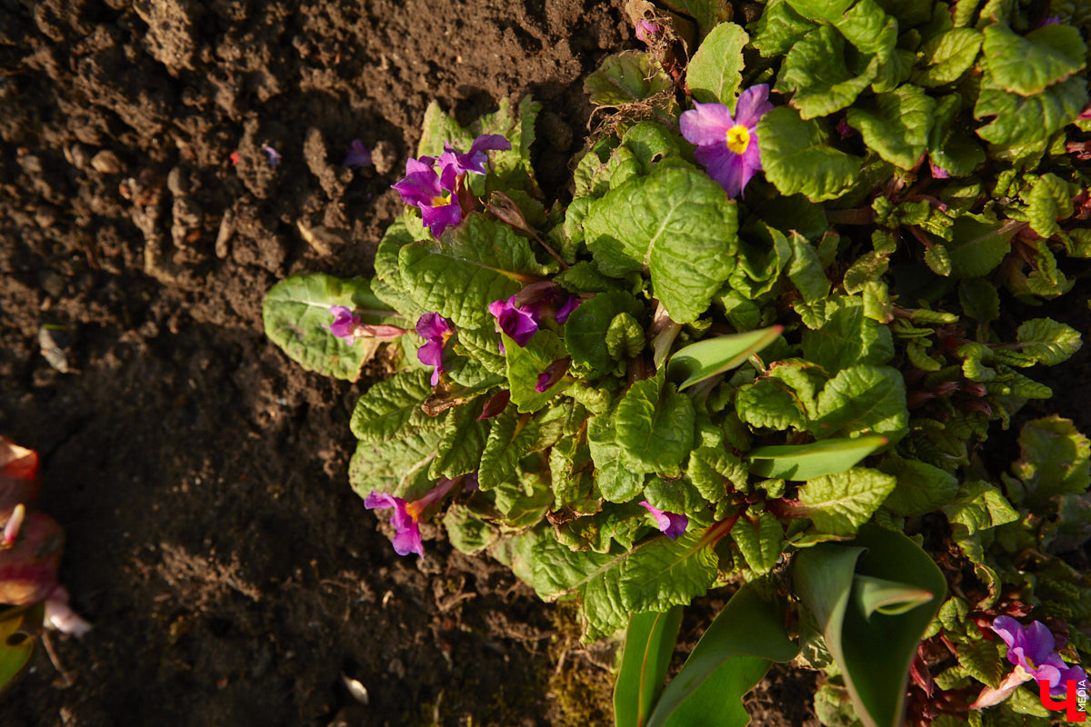 Весна не перестает приятно удивлять. С установлением теплой погоды на улицах областного центра распустились цветы. Вслед за подснежниками на клумбах возле жилых домов уже можно заметить крокусы и примулу. На очереди нарциссы и тюльпаны!