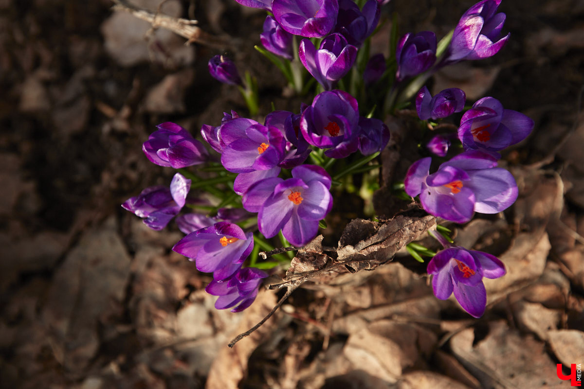 Весна не перестает приятно удивлять. С установлением теплой погоды на улицах областного центра распустились цветы. Вслед за подснежниками на клумбах возле жилых домов уже можно заметить крокусы и примулу. На очереди нарциссы и тюльпаны!