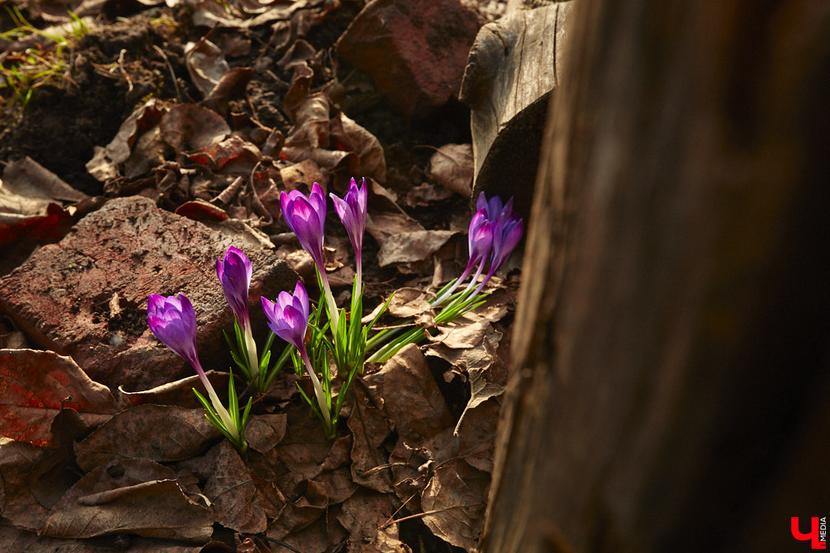 Весна не перестает приятно удивлять. С установлением теплой погоды на улицах областного центра распустились цветы. Вслед за подснежниками на клумбах возле жилых домов уже можно заметить крокусы и примулу. На очереди нарциссы и тюльпаны!