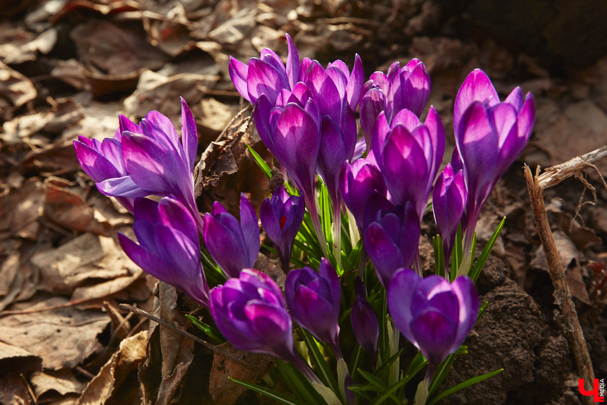 Весна не перестает приятно удивлять. С установлением теплой погоды на улицах областного центра распустились цветы. Вслед за подснежниками на клумбах возле жилых домов уже можно заметить крокусы и примулу. На очереди нарциссы и тюльпаны!