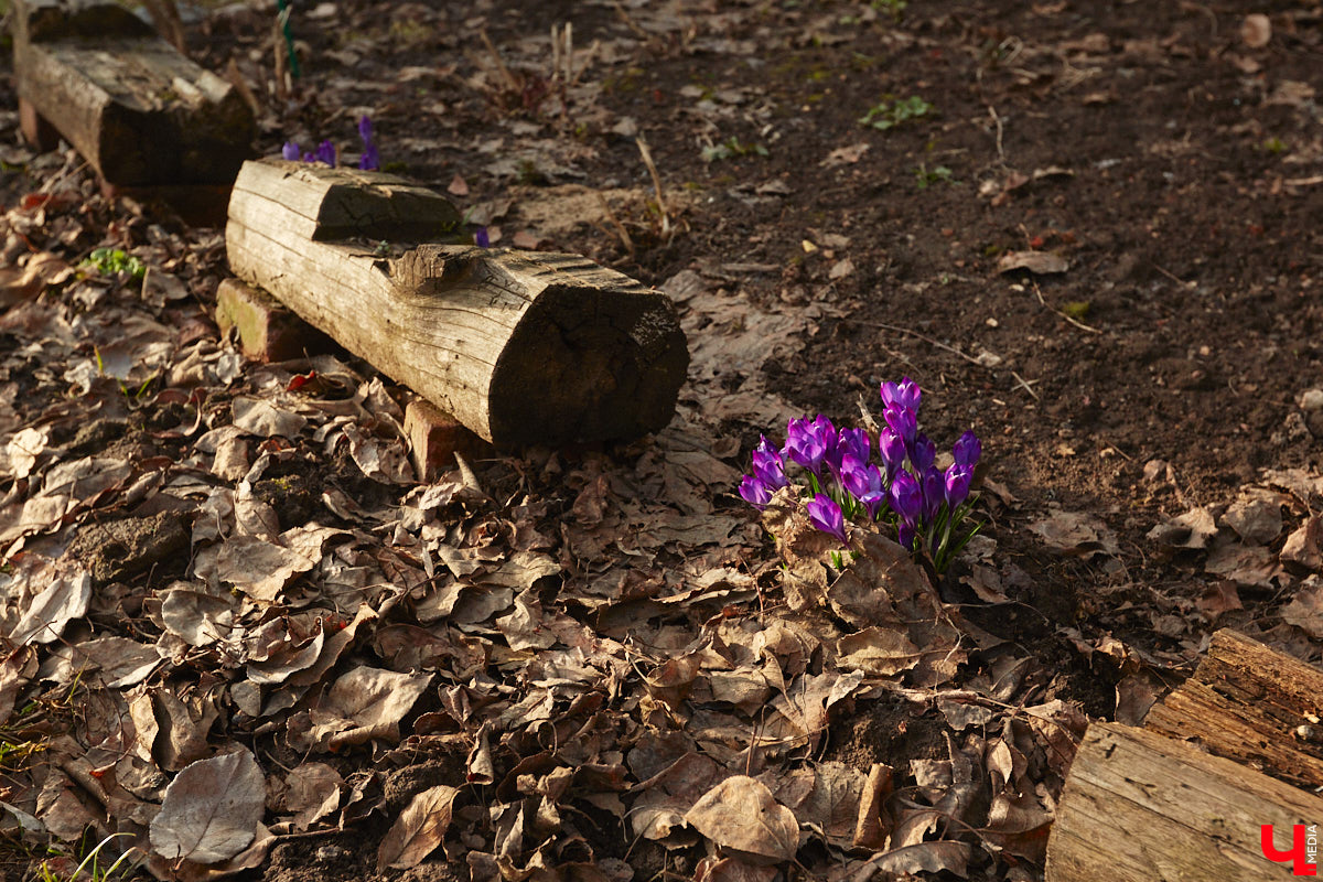 Весна не перестает приятно удивлять. С установлением теплой погоды на улицах областного центра распустились цветы. Вслед за подснежниками на клумбах возле жилых домов уже можно заметить крокусы и примулу. На очереди нарциссы и тюльпаны!