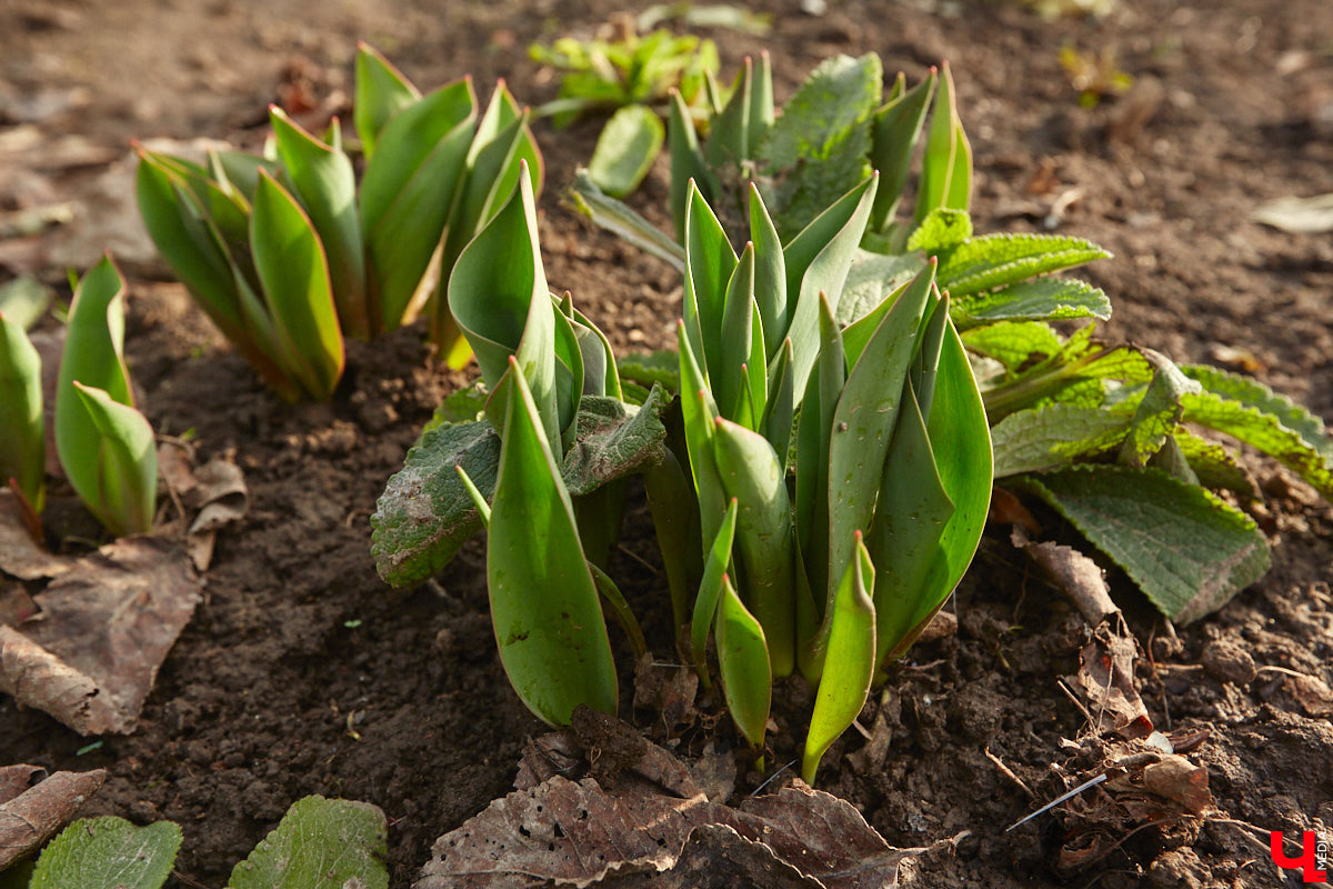 Весна не перестает приятно удивлять. С установлением теплой погоды на улицах областного центра распустились цветы. Вслед за подснежниками на клумбах возле жилых домов уже можно заметить крокусы и примулу. На очереди нарциссы и тюльпаны!