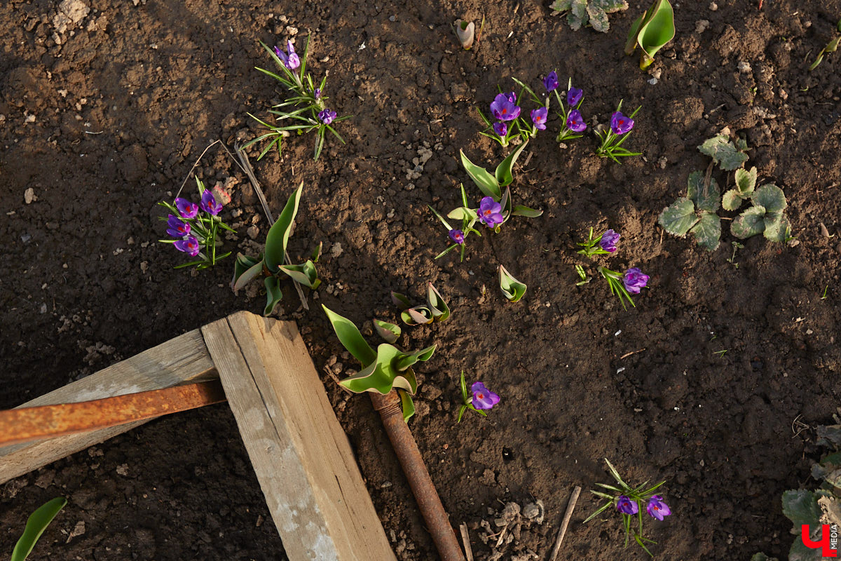 Весна не перестает приятно удивлять. С установлением теплой погоды на улицах областного центра распустились цветы. Вслед за подснежниками на клумбах возле жилых домов уже можно заметить крокусы и примулу. На очереди нарциссы и тюльпаны!