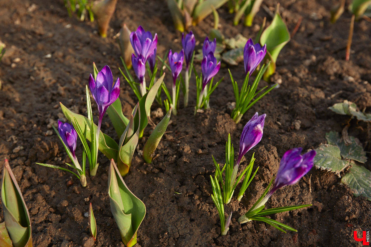Весна не перестает приятно удивлять. С установлением теплой погоды на улицах областного центра распустились цветы. Вслед за подснежниками на клумбах возле жилых домов уже можно заметить крокусы и примулу. На очереди нарциссы и тюльпаны!