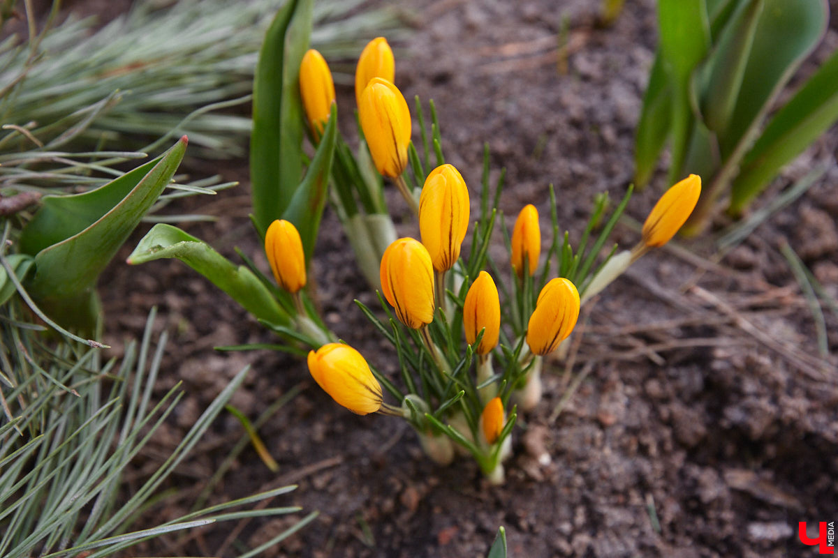 Весна не перестает приятно удивлять. С установлением теплой погоды на улицах областного центра распустились цветы. Вслед за подснежниками на клумбах возле жилых домов уже можно заметить крокусы и примулу. На очереди нарциссы и тюльпаны!