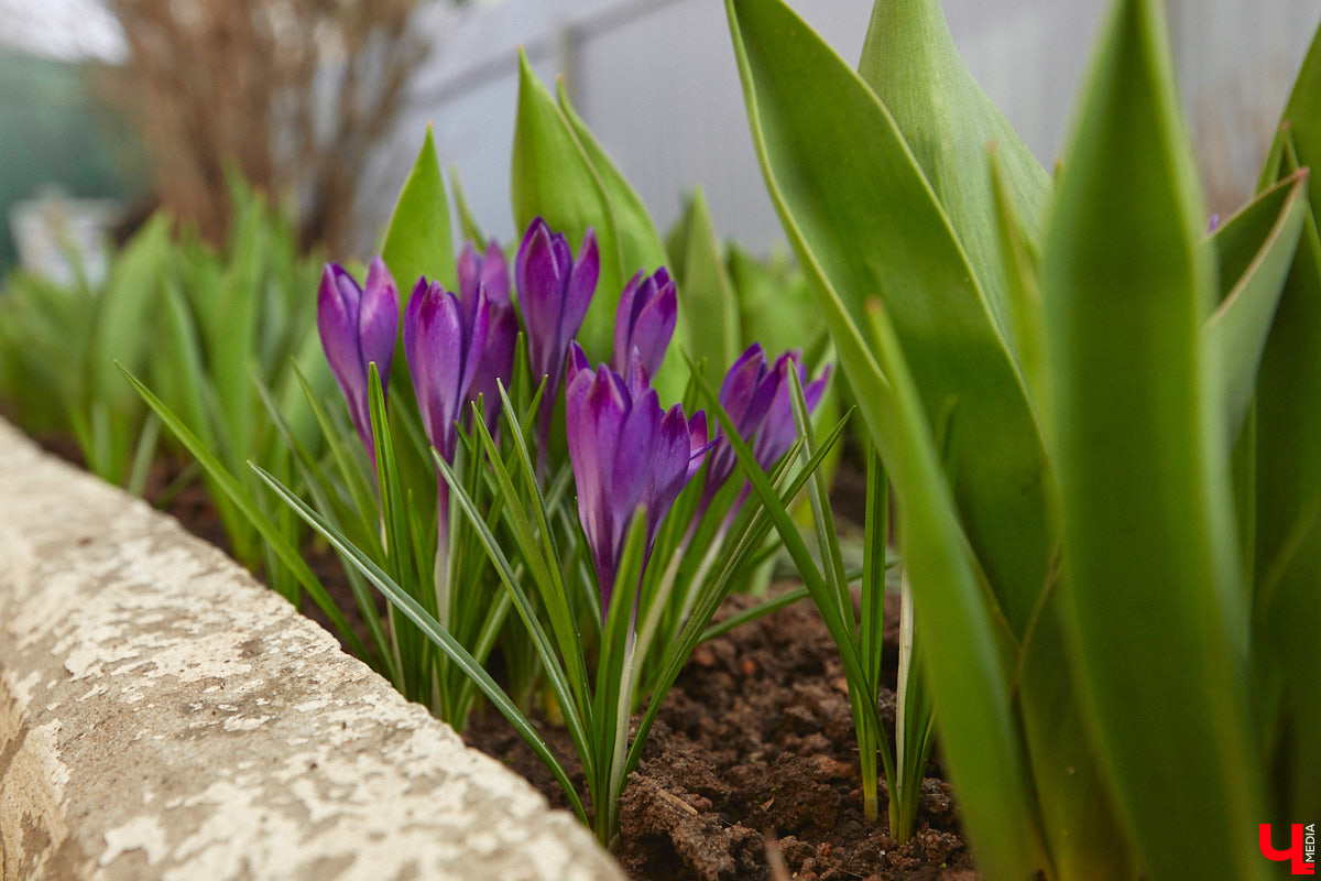 Весна не перестает приятно удивлять. С установлением теплой погоды на улицах областного центра распустились цветы. Вслед за подснежниками на клумбах возле жилых домов уже можно заметить крокусы и примулу. На очереди нарциссы и тюльпаны!