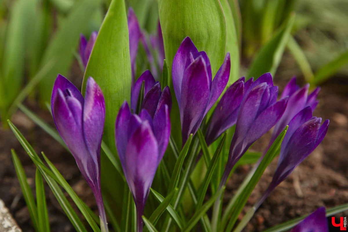 Весна не перестает приятно удивлять. С установлением теплой погоды на улицах областного центра распустились цветы. Вслед за подснежниками на клумбах возле жилых домов уже можно заметить крокусы и примулу. На очереди нарциссы и тюльпаны!