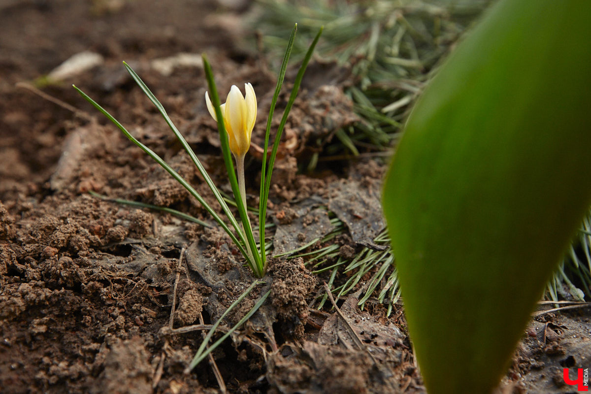 Весна не перестает приятно удивлять. С установлением теплой погоды на улицах областного центра распустились цветы. Вслед за подснежниками на клумбах возле жилых домов уже можно заметить крокусы и примулу. На очереди нарциссы и тюльпаны!