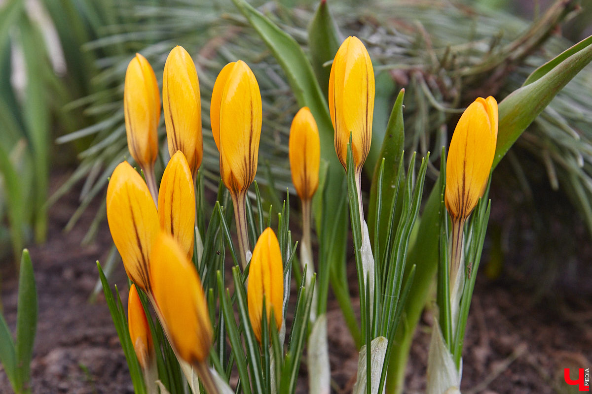 Весна не перестает приятно удивлять. С установлением теплой погоды на улицах областного центра распустились цветы. Вслед за подснежниками на клумбах возле жилых домов уже можно заметить крокусы и примулу. На очереди нарциссы и тюльпаны!