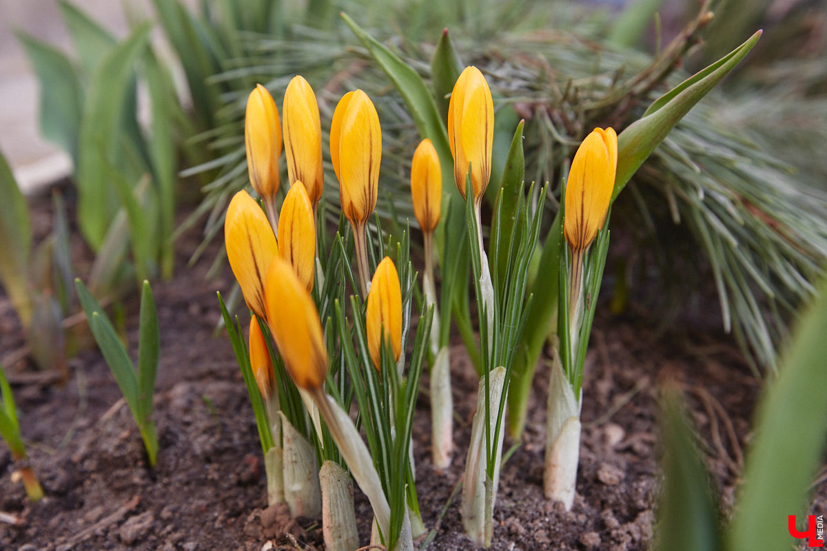 Весна не перестает приятно удивлять. С установлением теплой погоды на улицах областного центра распустились цветы. Вслед за подснежниками на клумбах возле жилых домов уже можно заметить крокусы и примулу. На очереди нарциссы и тюльпаны!