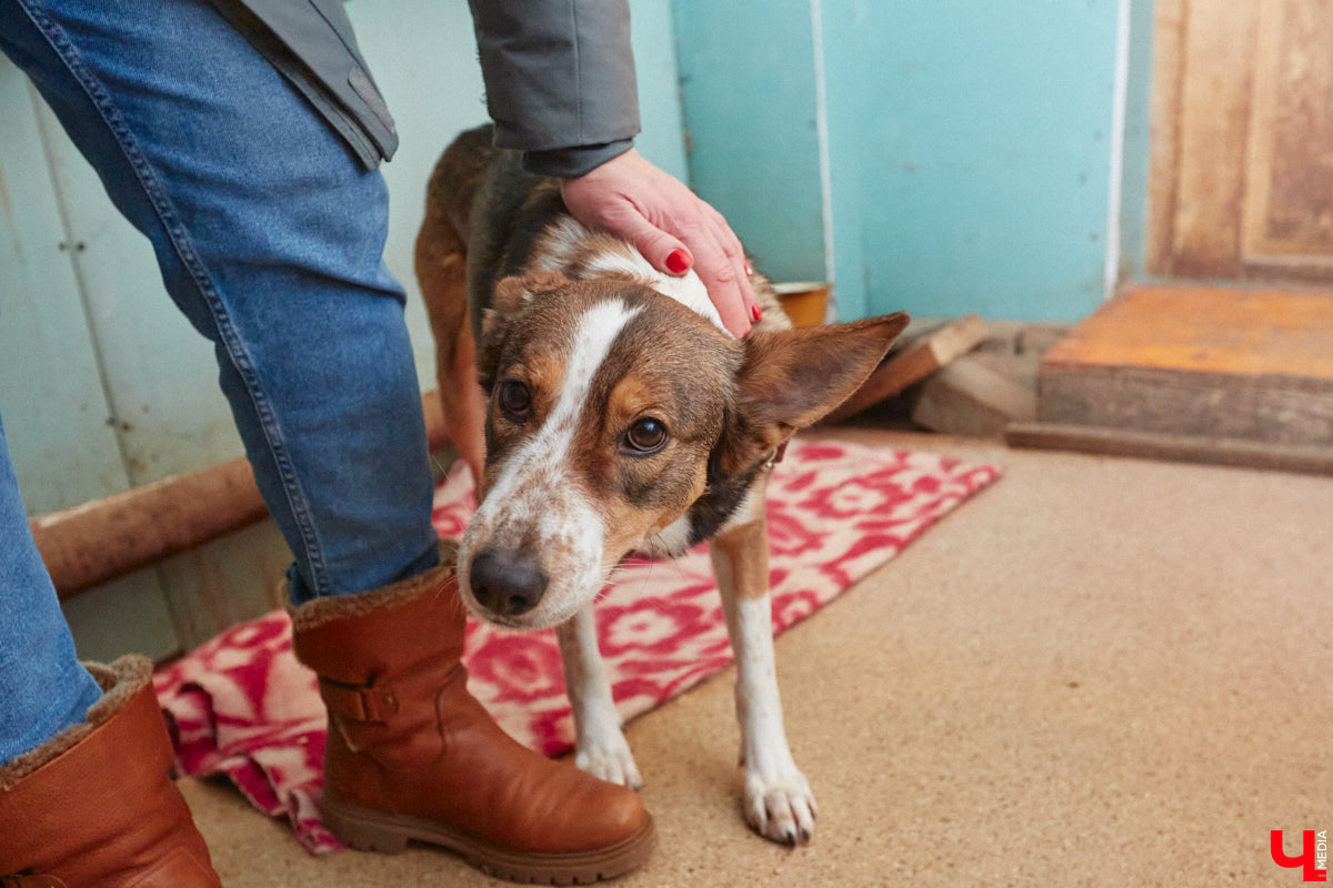 Переезд центра животных «Валента» с привычной и удобной многим улицы 16 лет Октября пора признать как данность. Плохо это или хорошо — пусть каждый останется при своем мнении. Тем временем хвостики и волонтеры уже готовятся менять локацию: 20 апреля будет вынесено решение, можно ли будет оборудовать приют в зоне П-2.