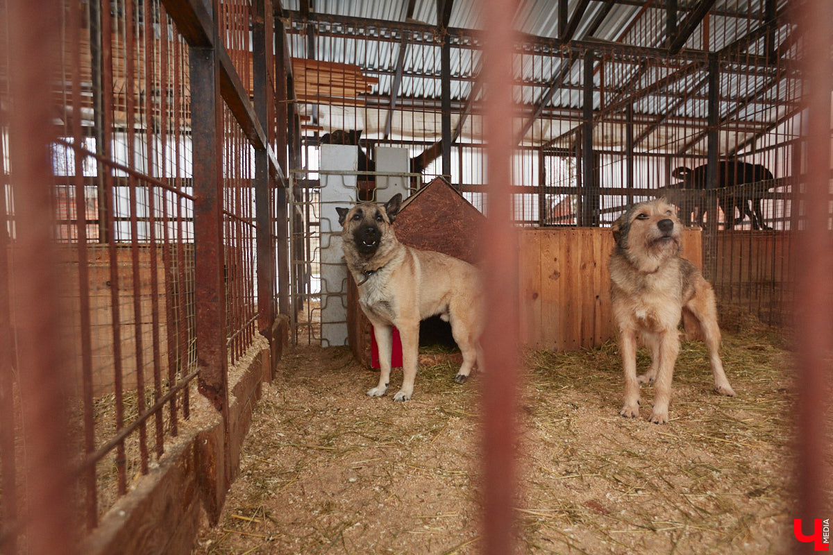 Переезд центра животных «Валента» с привычной и удобной многим улицы 16 лет Октября пора признать как данность. Плохо это или хорошо — пусть каждый останется при своем мнении. Тем временем хвостики и волонтеры уже готовятся менять локацию: 20 апреля будет вынесено решение, можно ли будет оборудовать приют в зоне П-2.