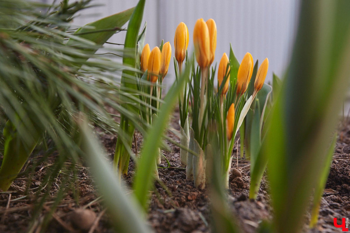 Ну что, уже привыкли к весеннему теплу? Погода за окном так и шепчет… Казалось бы, зима отступила окончательно! Но не спешите с выводами: ночные заморозки еще дадут о себе знать.