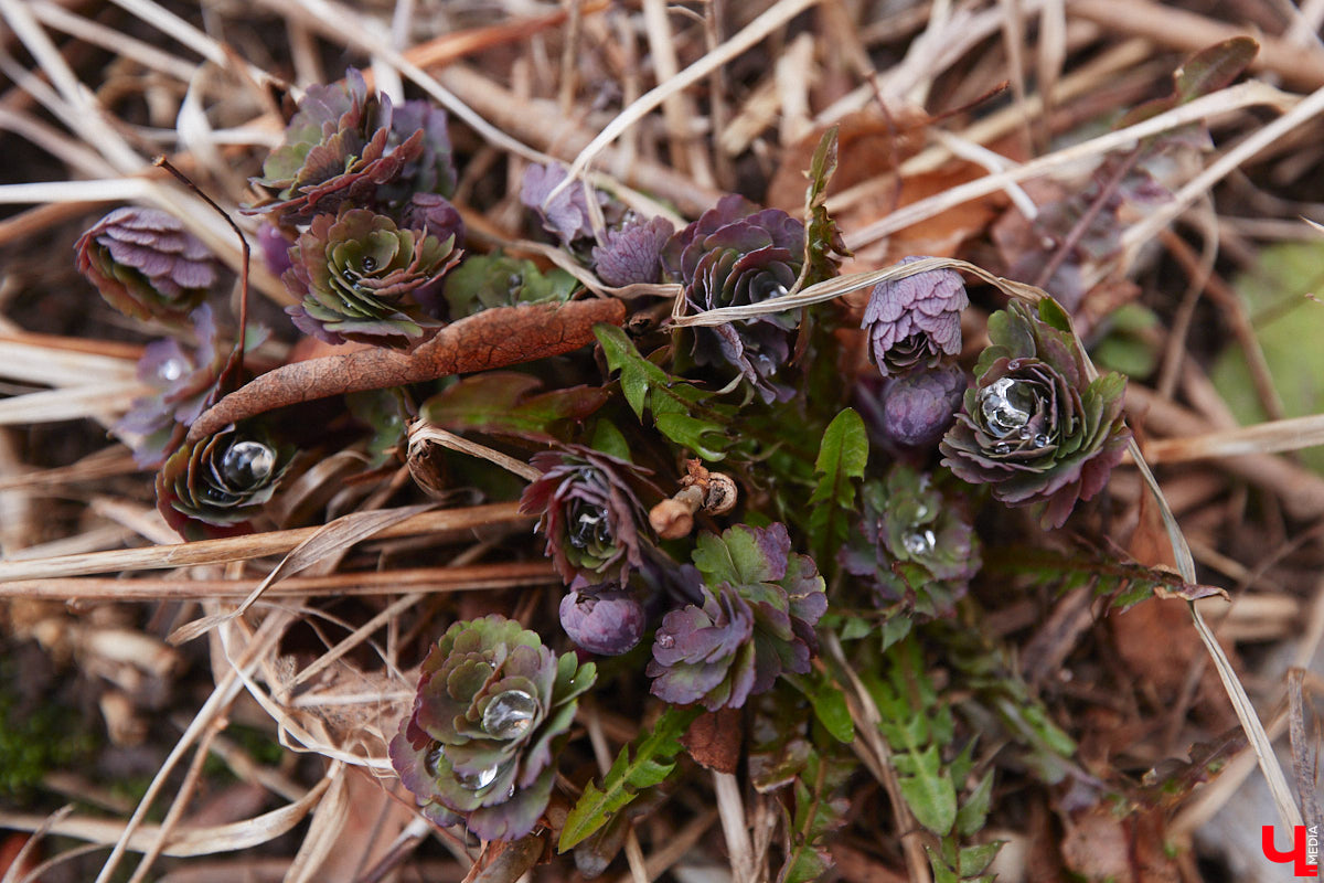 Ну что, уже привыкли к весеннему теплу? Погода за окном так и шепчет… Казалось бы, зима отступила окончательно! Но не спешите с выводами: ночные заморозки еще дадут о себе знать.