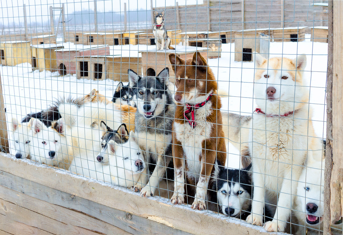 Мало любить животных, чтобы открыть приют. Нужно еще иметь железную хватку, вагон терпения и невероятную силу духа. Как ни стараются владимирцы творить добрые дела, на пути у них все время возникают барьеры, и чаще всего бюрократические. Сейчас они мешают работать сразу четырем домам для четвероногих брошенок в регионе.