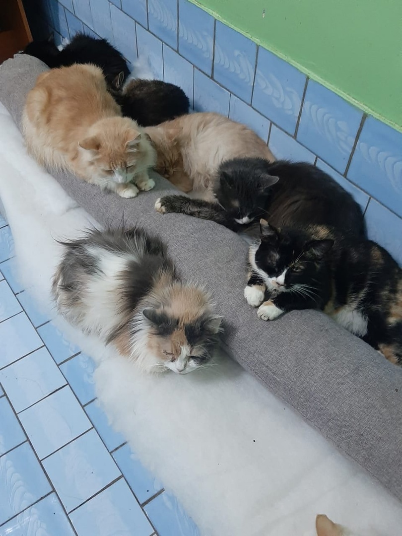 Мало любить животных, чтобы открыть приют. Нужно еще иметь железную хватку, вагон терпения и невероятную силу духа. Как ни стараются владимирцы творить добрые дела, на пути у них все время возникают барьеры, и чаще всего бюрократические. Сейчас они мешают работать сразу четырем домам для четвероногих брошенок в регионе.