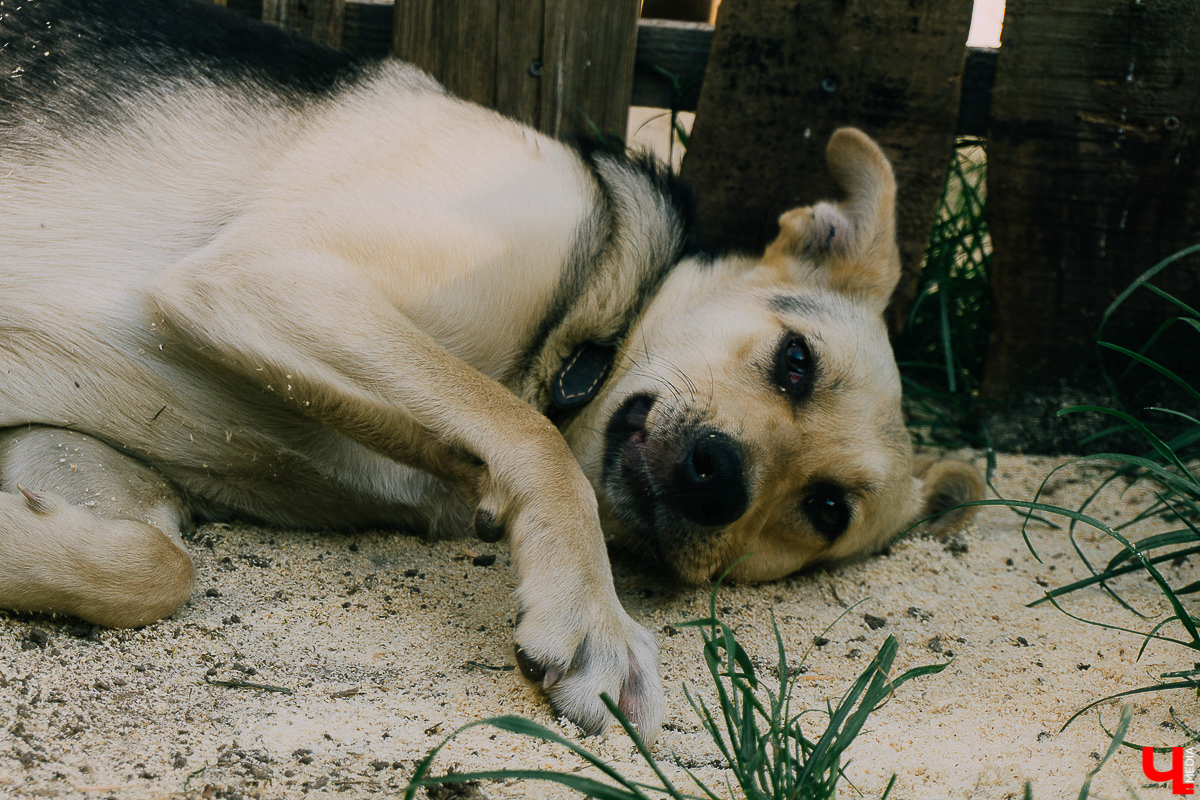 Мало любить животных, чтобы открыть приют. Нужно еще иметь железную хватку, вагон терпения и невероятную силу духа. Как ни стараются владимирцы творить добрые дела, на пути у них все время возникают барьеры, и чаще всего бюрократические. Сейчас они мешают работать сразу четырем домам для четвероногих брошенок в регионе.