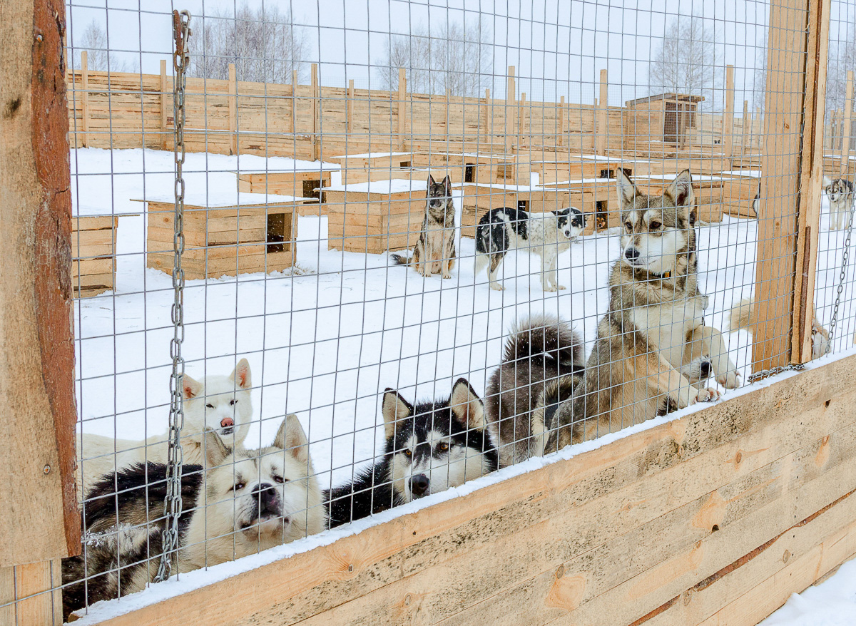 Мало любить животных, чтобы открыть приют. Нужно еще иметь железную хватку, вагон терпения и невероятную силу духа. Как ни стараются владимирцы творить добрые дела, на пути у них все время возникают барьеры, и чаще всего бюрократические. Сейчас они мешают работать сразу четырем домам для четвероногих брошенок в регионе.