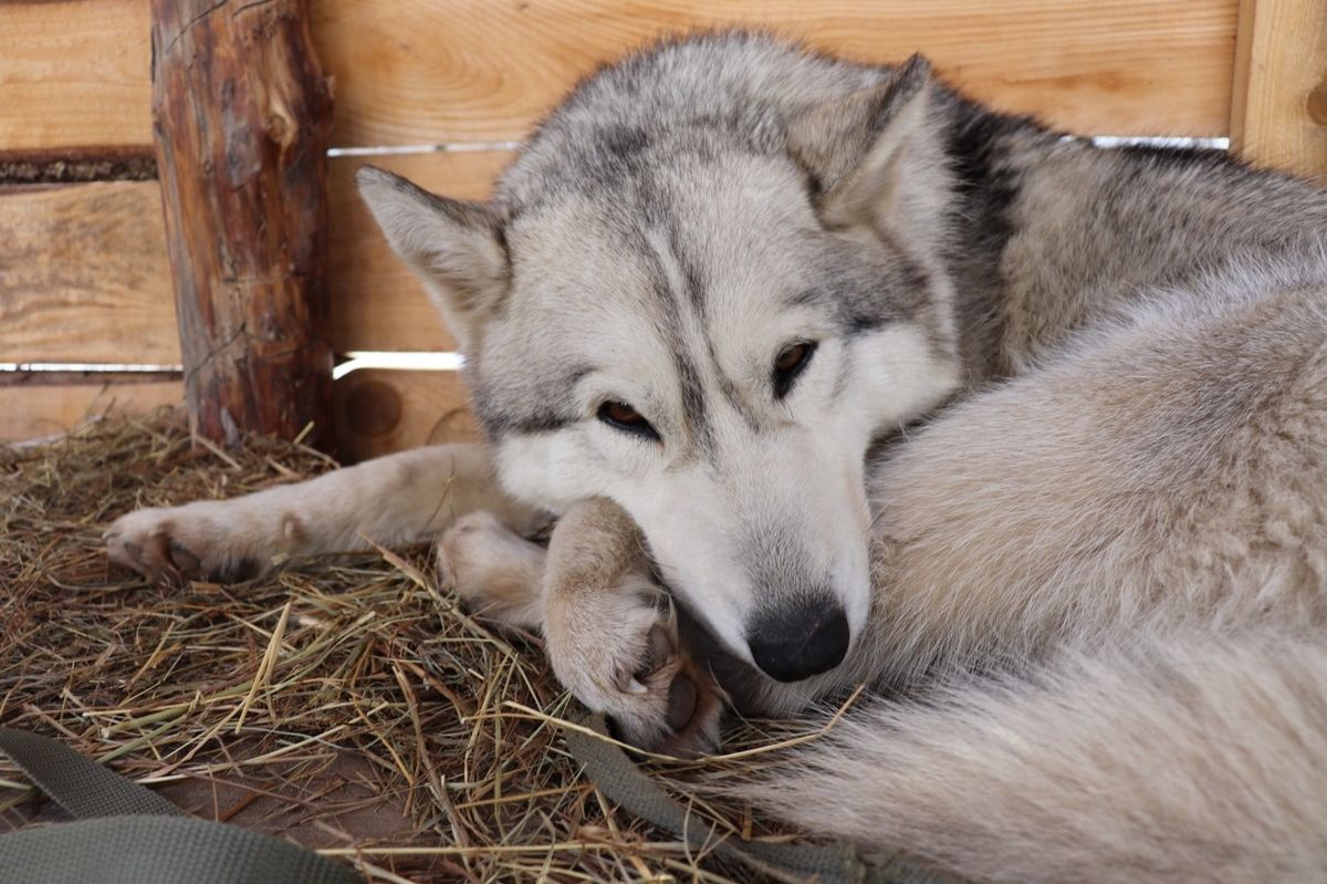 Мало любить животных, чтобы открыть приют. Нужно еще иметь железную хватку, вагон терпения и невероятную силу духа. Как ни стараются владимирцы творить добрые дела, на пути у них все время возникают барьеры, и чаще всего бюрократические. Сейчас они мешают работать сразу четырем домам для четвероногих брошенок в регионе.