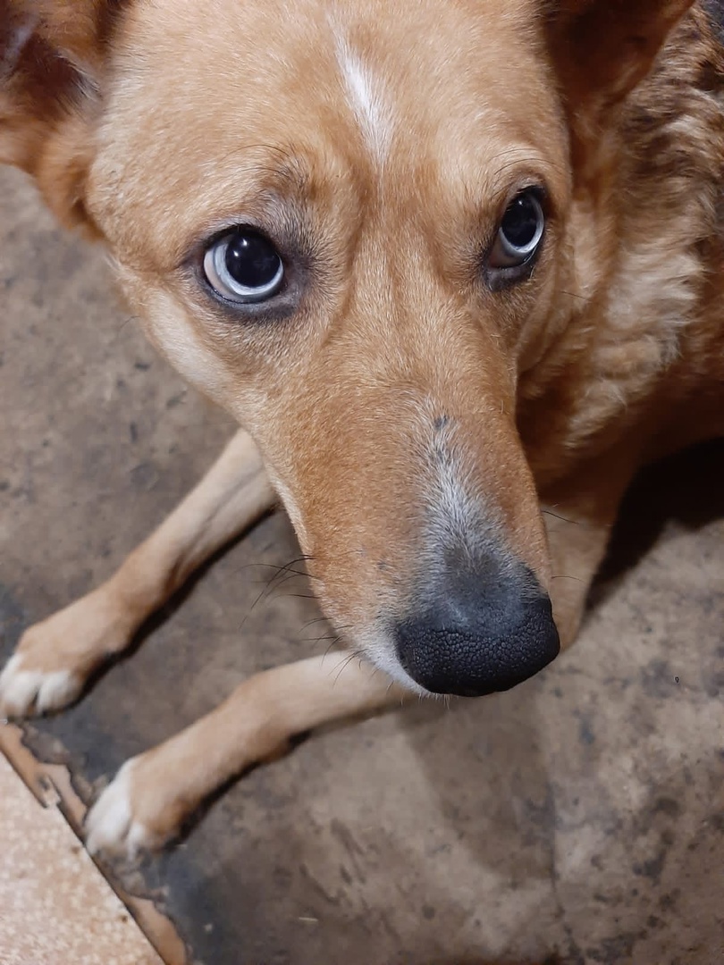 Мало любить животных, чтобы открыть приют. Нужно еще иметь железную хватку, вагон терпения и невероятную силу духа. Как ни стараются владимирцы творить добрые дела, на пути у них все время возникают барьеры, и чаще всего бюрократические. Сейчас они мешают работать сразу четырем домам для четвероногих брошенок в регионе.