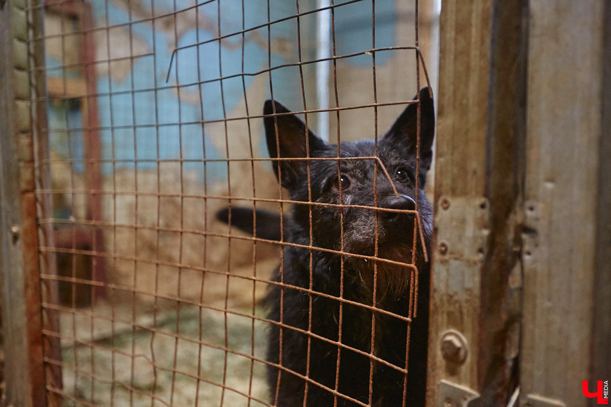 Мало любить животных, чтобы открыть приют. Нужно еще иметь железную хватку, вагон терпения и невероятную силу духа. Как ни стараются владимирцы творить добрые дела, на пути у них все время возникают барьеры, и чаще всего бюрократические. Сейчас они мешают работать сразу четырем домам для четвероногих брошенок в регионе.