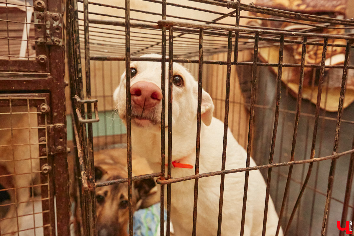 Мало любить животных, чтобы открыть приют. Нужно еще иметь железную хватку, вагон терпения и невероятную силу духа. Как ни стараются владимирцы творить добрые дела, на пути у них все время возникают барьеры, и чаще всего бюрократические. Сейчас они мешают работать сразу четырем домам для четвероногих брошенок в регионе.