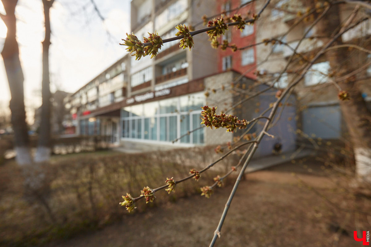 Борис Шиганов один из тех, кто создавал послевоенный облик нашего города. Наибольший вклад мужчина внес в развитие проспекта Ленина. «Ключ-Медиа» прошелся по его широким тротуарам, оценив самые интересные проекты владимирского архитектора.