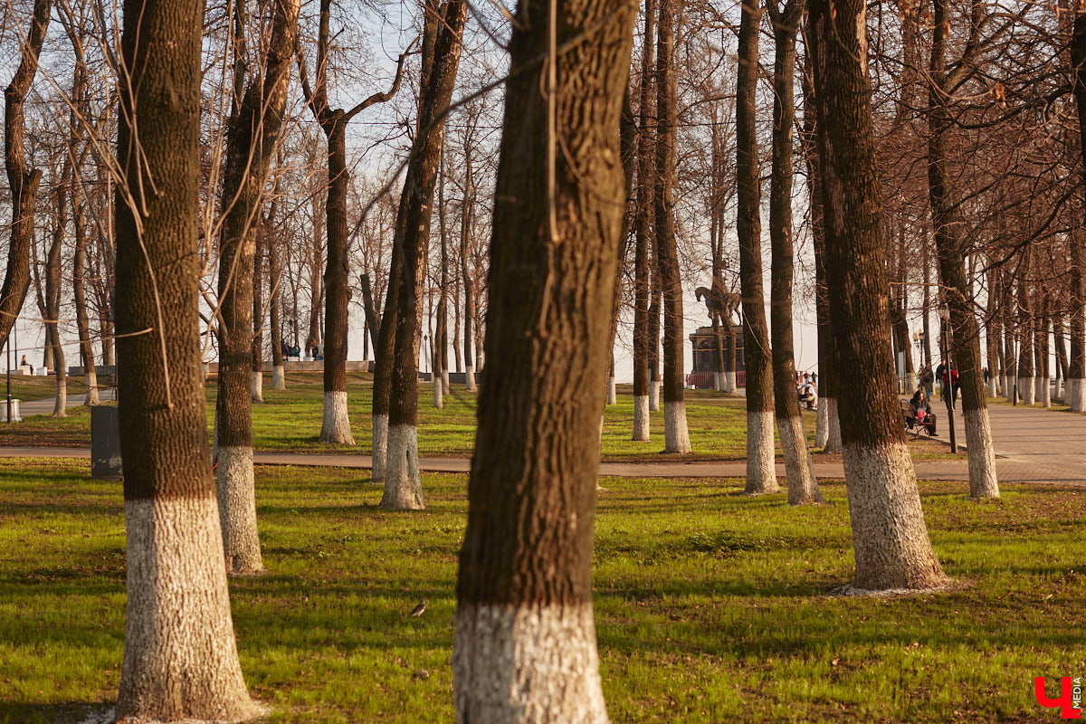 Синоптики обещают 33-му региону теплую погоду на протяжении всей недели. К выходным воздух прогреется до плюс 18 градусов, а про заморозки ночью, скорее всего, пора уже забыть.