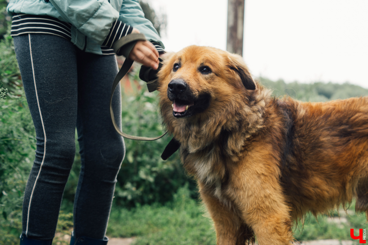 Если бы хвостатые питомцы приюта «Валента» могли, они бы уже начали паковать чемоданы для переезда на новое место жительства. Однако тем, кто с лапками, делать это не слишком удобно. Да и зачем, когда есть люди, которые четыре месяца боролись за их светлое будущее? И, кажется, успешно.