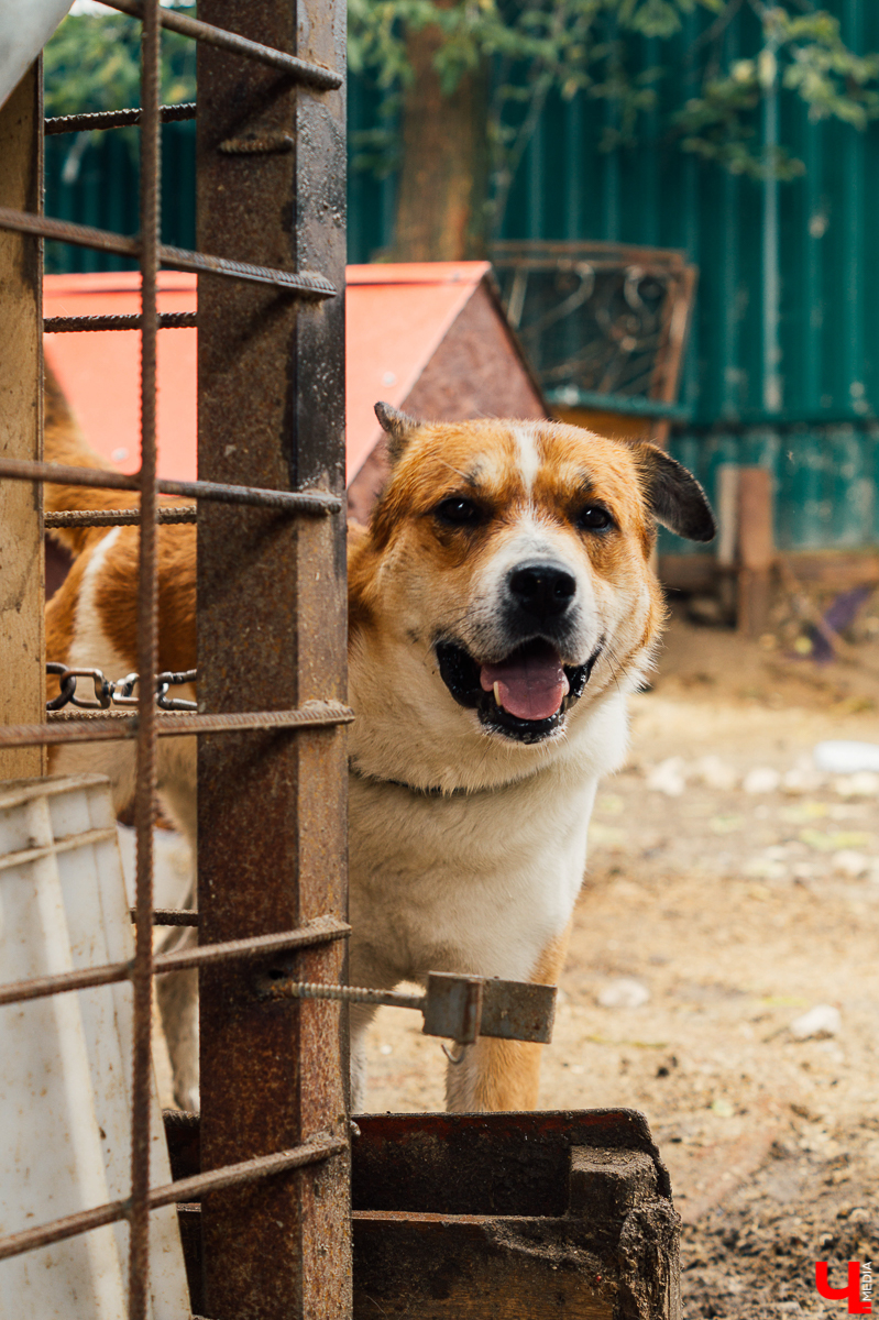 Если бы хвостатые питомцы приюта «Валента» могли, они бы уже начали паковать чемоданы для переезда на новое место жительства. Однако тем, кто с лапками, делать это не слишком удобно. Да и зачем, когда есть люди, которые четыре месяца боролись за их светлое будущее? И, кажется, успешно.