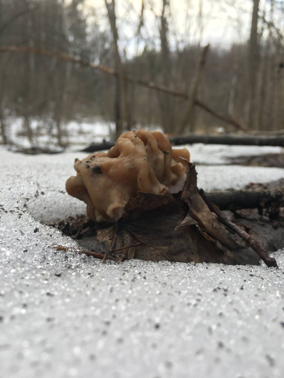 Замереть в глубине леса с телефоном в руках, чтобы сделать отличный снимок. Профессиональный грибник из Владимира Анна Писаренко уже пять лет ведет свой канал в социальных сетях. Среди ее лесных находок есть крайне интересные экземпляры.