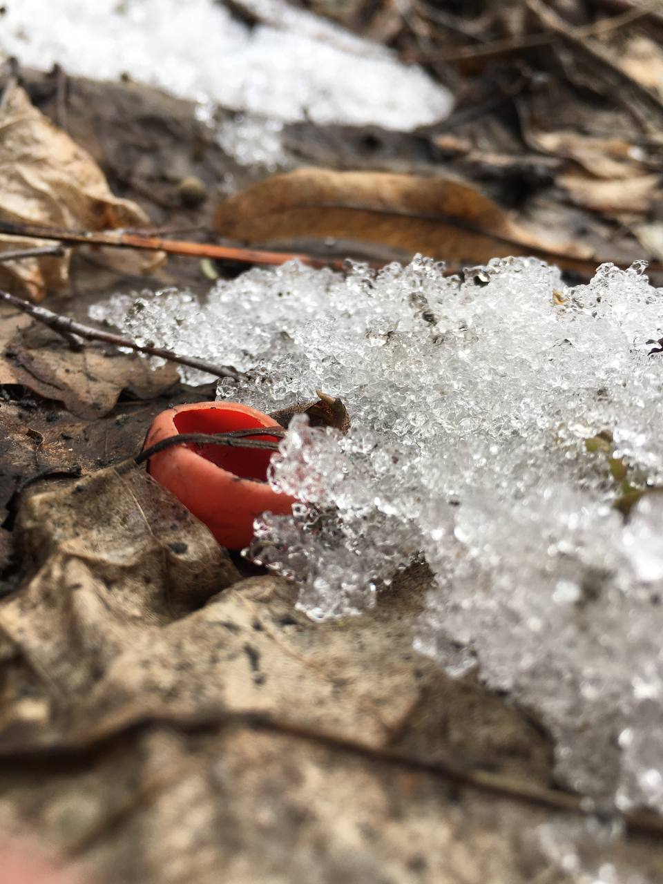 Замереть в глубине леса с телефоном в руках, чтобы сделать отличный снимок. Профессиональный грибник из Владимира Анна Писаренко уже пять лет ведет свой канал в социальных сетях. Среди ее лесных находок есть крайне интересные экземпляры.
