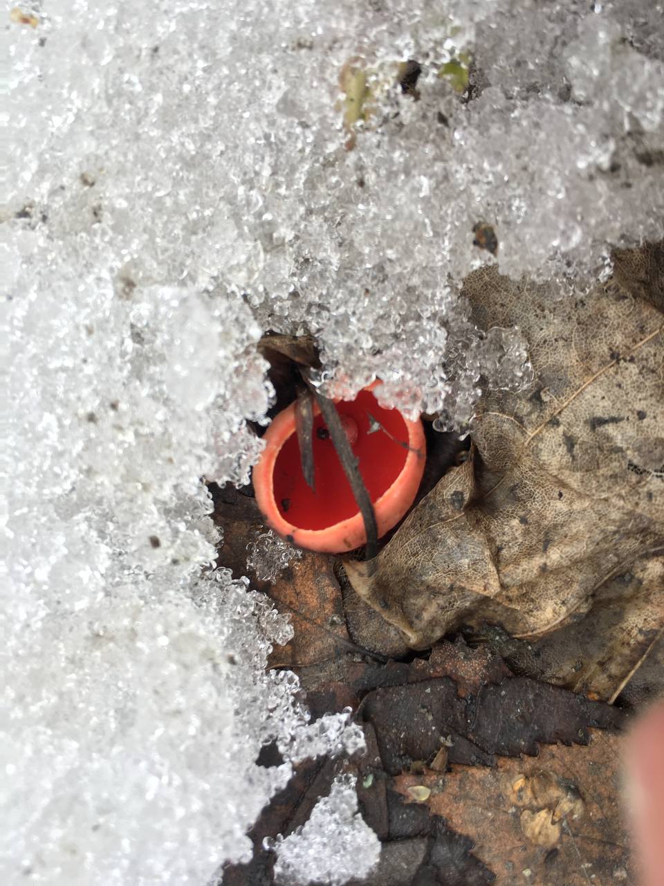 Замереть в глубине леса с телефоном в руках, чтобы сделать отличный снимок. Профессиональный грибник из Владимира Анна Писаренко уже пять лет ведет свой канал в социальных сетях. Среди ее лесных находок есть крайне интересные экземпляры.