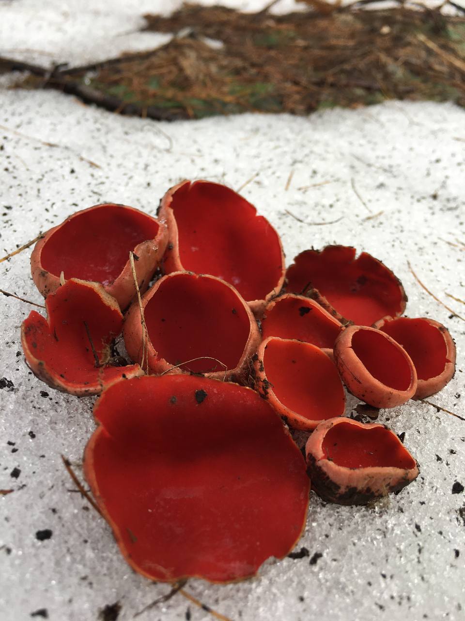 Замереть в глубине леса с телефоном в руках, чтобы сделать отличный снимок. Профессиональный грибник из Владимира Анна Писаренко уже пять лет ведет свой канал в социальных сетях. Среди ее лесных находок есть крайне интересные экземпляры.