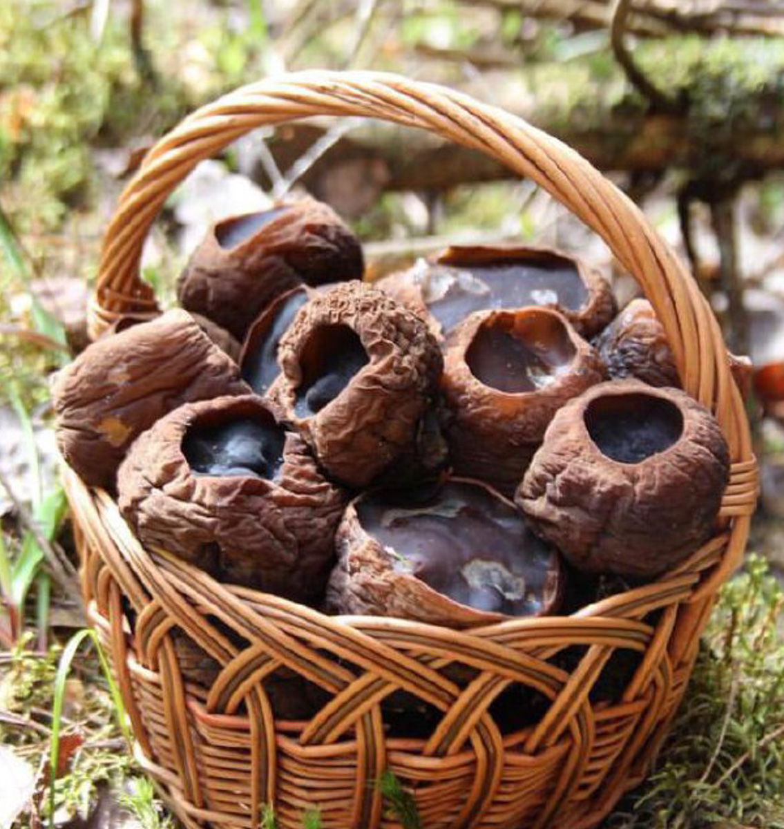 Замереть в глубине леса с телефоном в руках, чтобы сделать отличный снимок. Профессиональный грибник из Владимира Анна Писаренко уже пять лет ведет свой канал в социальных сетях. Среди ее лесных находок есть крайне интересные экземпляры.