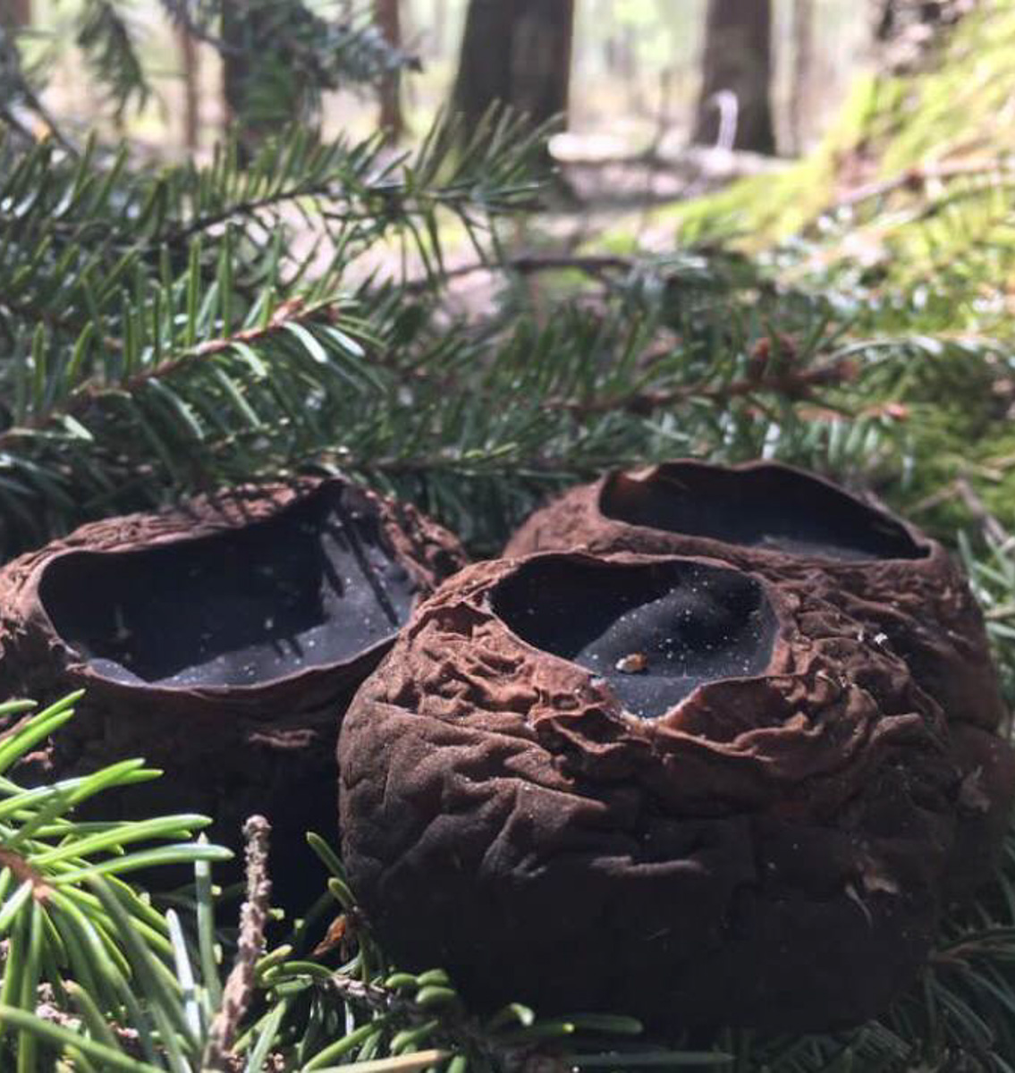 Замереть в глубине леса с телефоном в руках, чтобы сделать отличный снимок. Профессиональный грибник из Владимира Анна Писаренко уже пять лет ведет свой канал в социальных сетях. Среди ее лесных находок есть крайне интересные экземпляры.