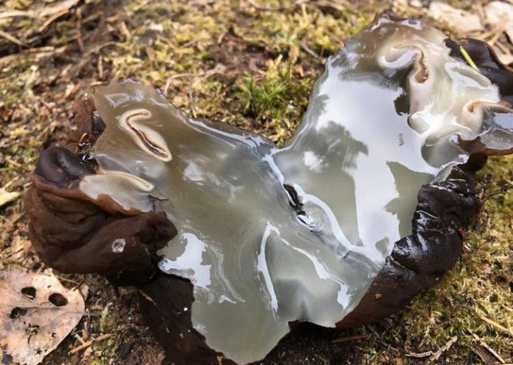 Замереть в глубине леса с телефоном в руках, чтобы сделать отличный снимок. Профессиональный грибник из Владимира Анна Писаренко уже пять лет ведет свой канал в социальных сетях. Среди ее лесных находок есть крайне интересные экземпляры.