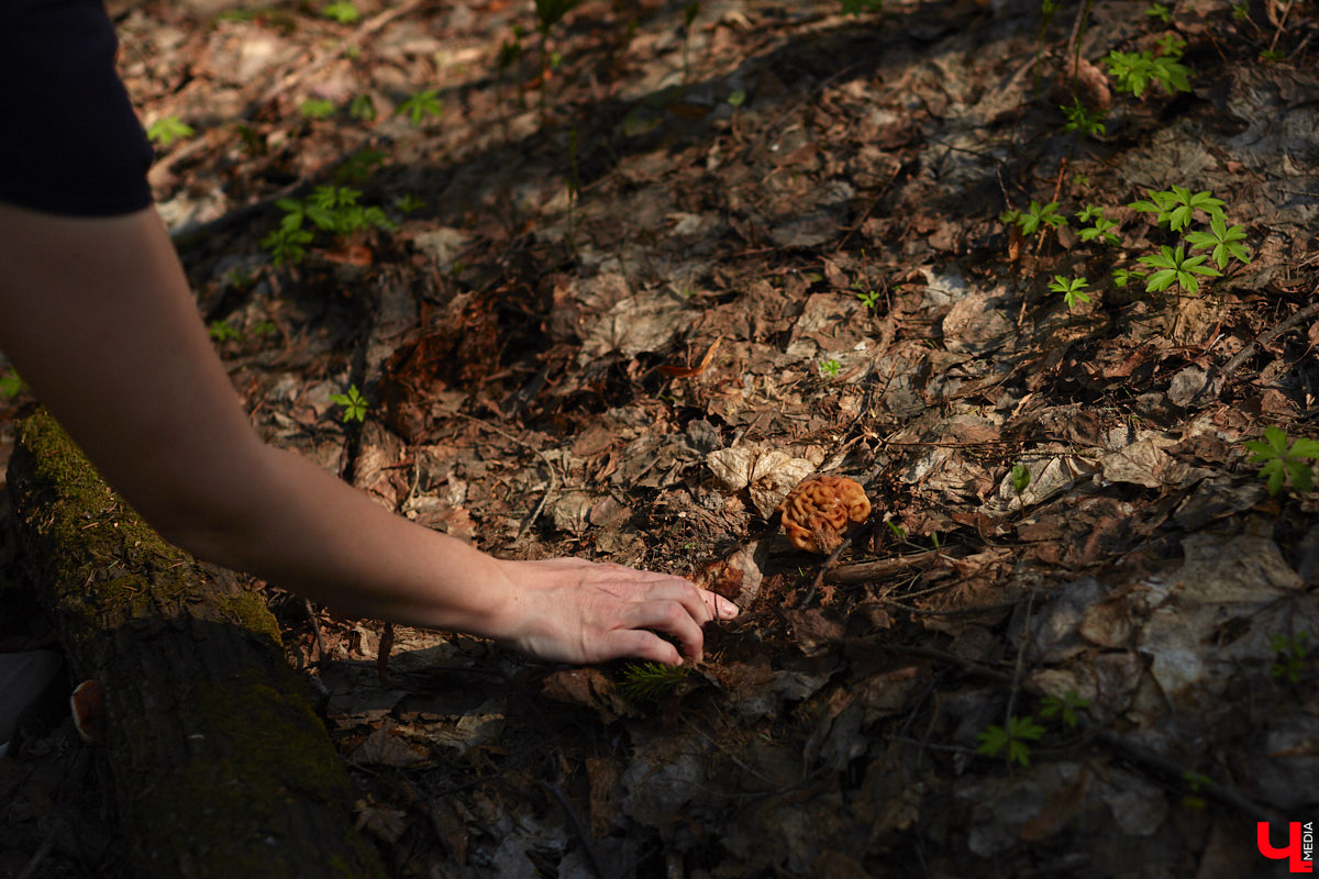 Замереть в глубине леса с телефоном в руках, чтобы сделать отличный снимок. Профессиональный грибник из Владимира Анна Писаренко уже пять лет ведет свой канал в социальных сетях. Среди ее лесных находок есть крайне интересные экземпляры.
