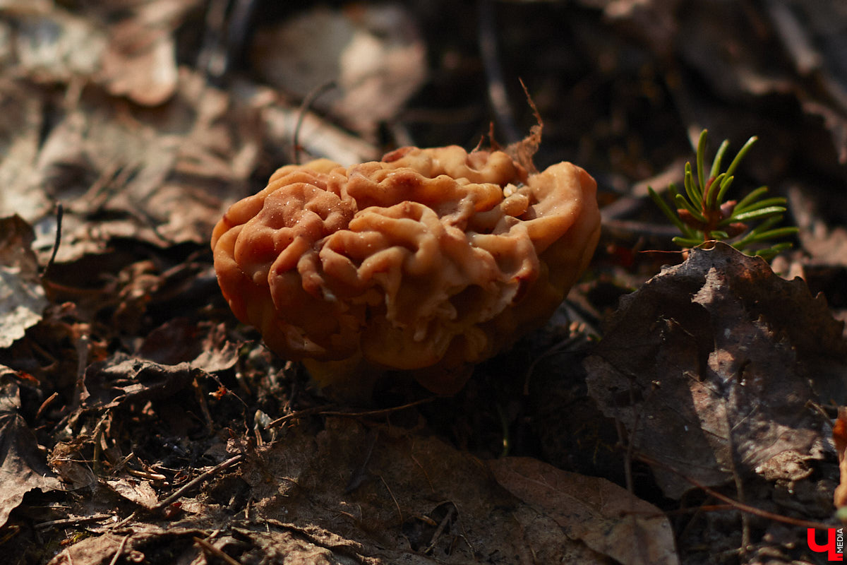 Замереть в глубине леса с телефоном в руках, чтобы сделать отличный снимок. Профессиональный грибник из Владимира Анна Писаренко уже пять лет ведет свой канал в социальных сетях. Среди ее лесных находок есть крайне интересные экземпляры.