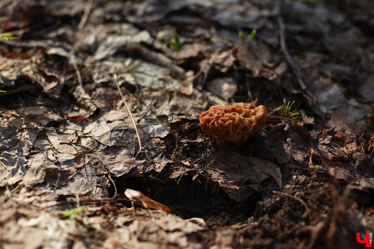 Замереть в глубине леса с телефоном в руках, чтобы сделать отличный снимок. Профессиональный грибник из Владимира Анна Писаренко уже пять лет ведет свой канал в социальных сетях. Среди ее лесных находок есть крайне интересные экземпляры.