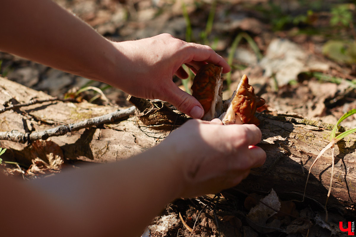 Замереть в глубине леса с телефоном в руках, чтобы сделать отличный снимок. Профессиональный грибник из Владимира Анна Писаренко уже пять лет ведет свой канал в социальных сетях. Среди ее лесных находок есть крайне интересные экземпляры.