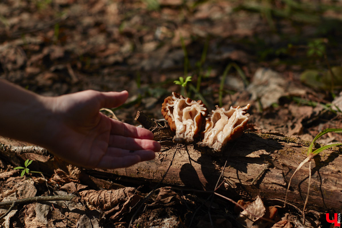 Замереть в глубине леса с телефоном в руках, чтобы сделать отличный снимок. Профессиональный грибник из Владимира Анна Писаренко уже пять лет ведет свой канал в социальных сетях. Среди ее лесных находок есть крайне интересные экземпляры.