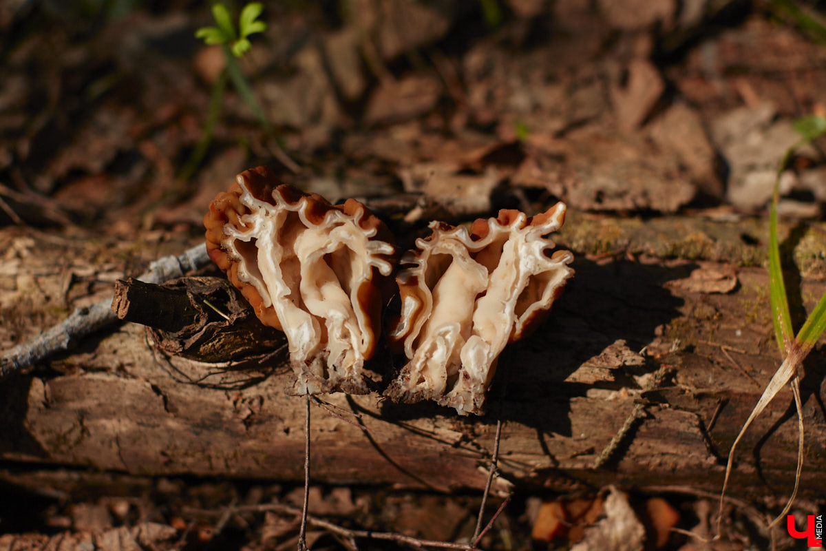Замереть в глубине леса с телефоном в руках, чтобы сделать отличный снимок. Профессиональный грибник из Владимира Анна Писаренко уже пять лет ведет свой канал в социальных сетях. Среди ее лесных находок есть крайне интересные экземпляры.