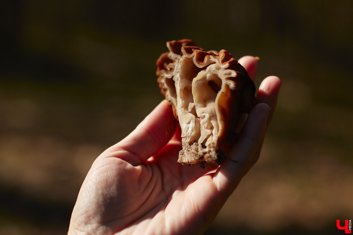 Замереть в глубине леса с телефоном в руках, чтобы сделать отличный снимок. Профессиональный грибник из Владимира Анна Писаренко уже пять лет ведет свой канал в социальных сетях. Среди ее лесных находок есть крайне интересные экземпляры.