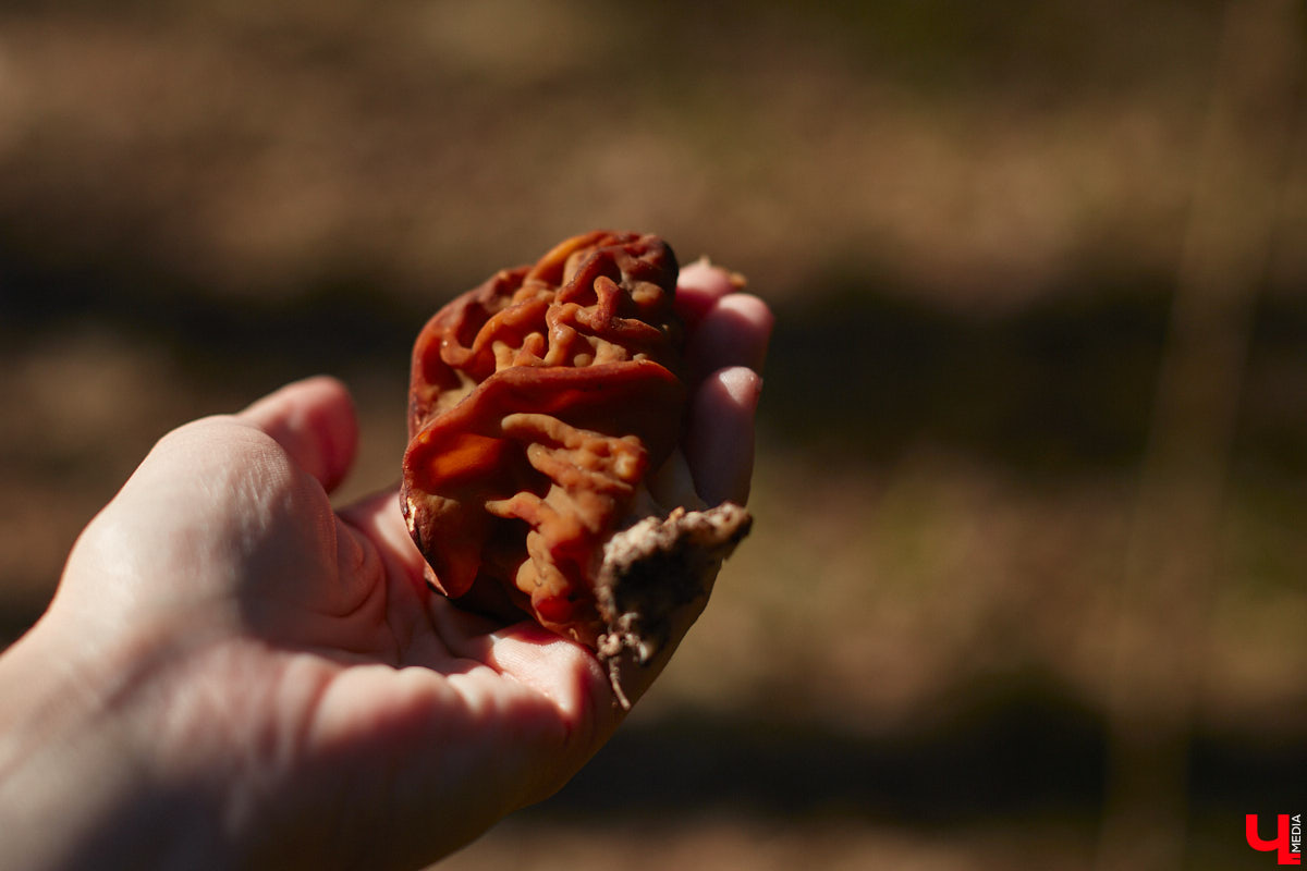 Замереть в глубине леса с телефоном в руках, чтобы сделать отличный снимок. Профессиональный грибник из Владимира Анна Писаренко уже пять лет ведет свой канал в социальных сетях. Среди ее лесных находок есть крайне интересные экземпляры.