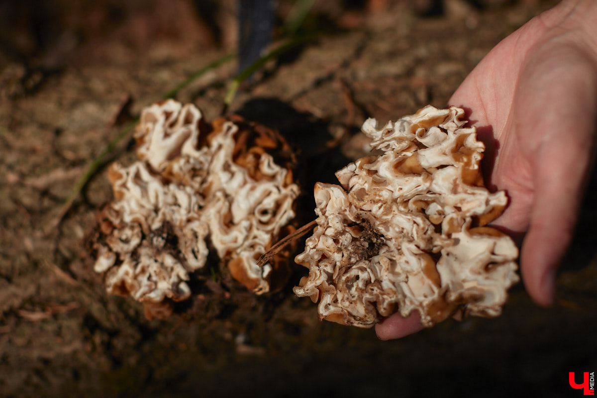 Замереть в глубине леса с телефоном в руках, чтобы сделать отличный снимок. Профессиональный грибник из Владимира Анна Писаренко уже пять лет ведет свой канал в социальных сетях. Среди ее лесных находок есть крайне интересные экземпляры.