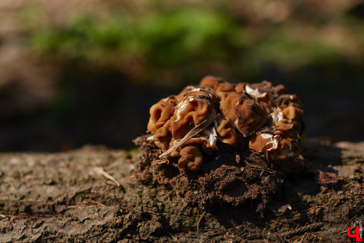 Замереть в глубине леса с телефоном в руках, чтобы сделать отличный снимок. Профессиональный грибник из Владимира Анна Писаренко уже пять лет ведет свой канал в социальных сетях. Среди ее лесных находок есть крайне интересные экземпляры.