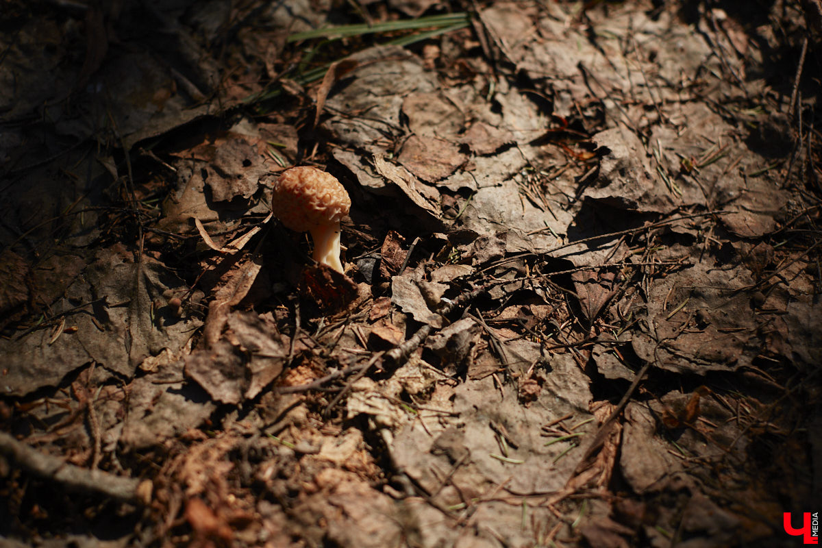 Замереть в глубине леса с телефоном в руках, чтобы сделать отличный снимок. Профессиональный грибник из Владимира Анна Писаренко уже пять лет ведет свой канал в социальных сетях. Среди ее лесных находок есть крайне интересные экземпляры.